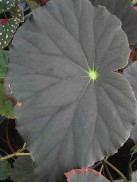 B. ‘Hot Tobasco’